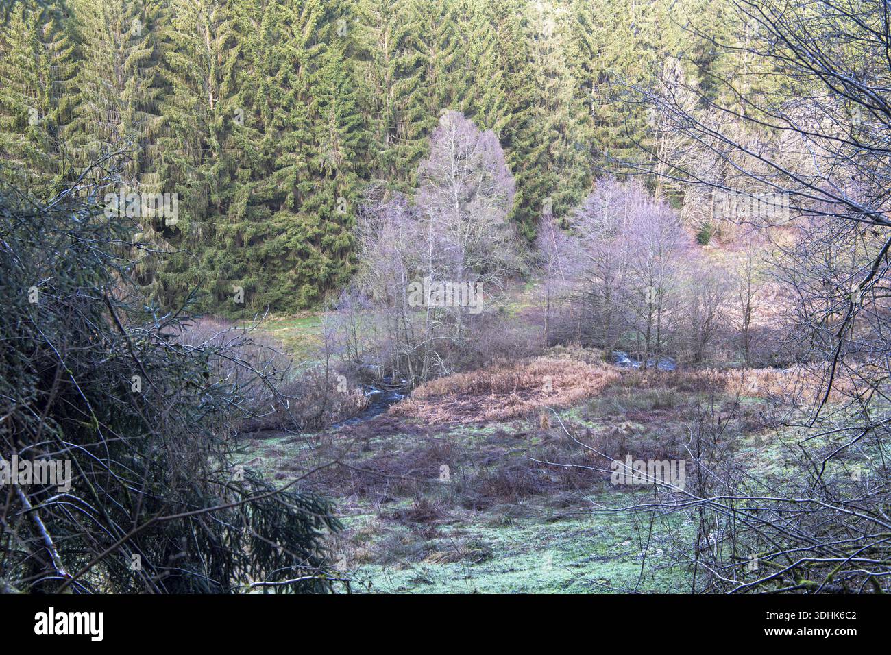 View of the Fuhrtsbachtal, Bach and Aue, Perlenbach-Fuhrtsbachtal Nature Reserve, Eifel, Germany Stock Photo