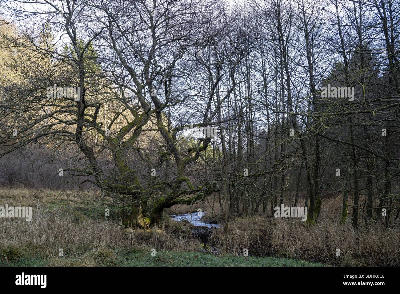 Fuhrtsbach, Bach and Aue, Perlenbach-Fuhrtsbachtal Nature Reserve, Eifel, Germany Stock Photo