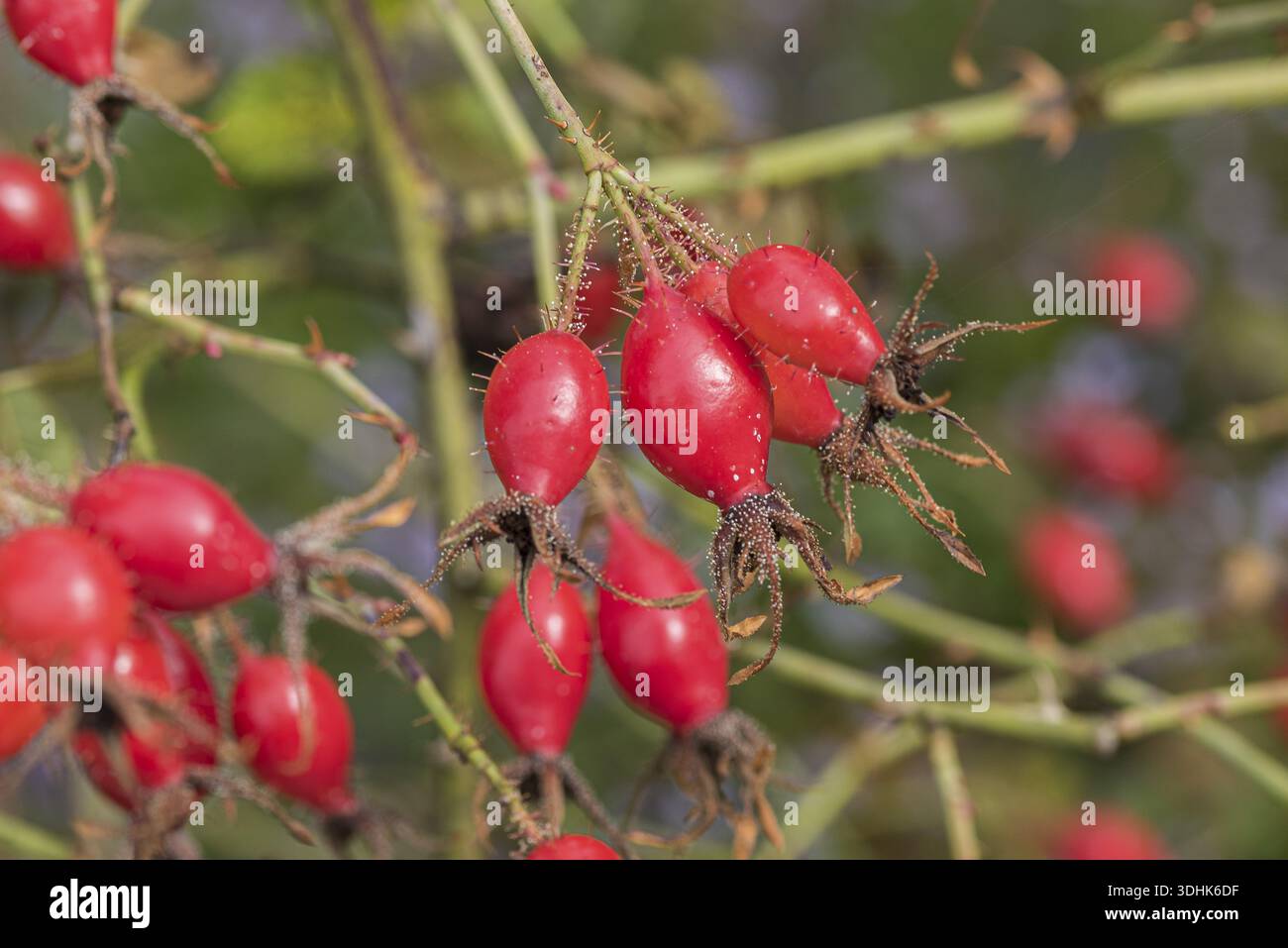 Sweet briar bush rosa rubiginosa hi-res stock photography and