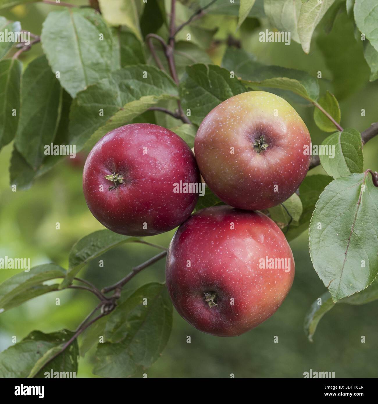 Apple family tree hi-res stock photography and images - Alamy
