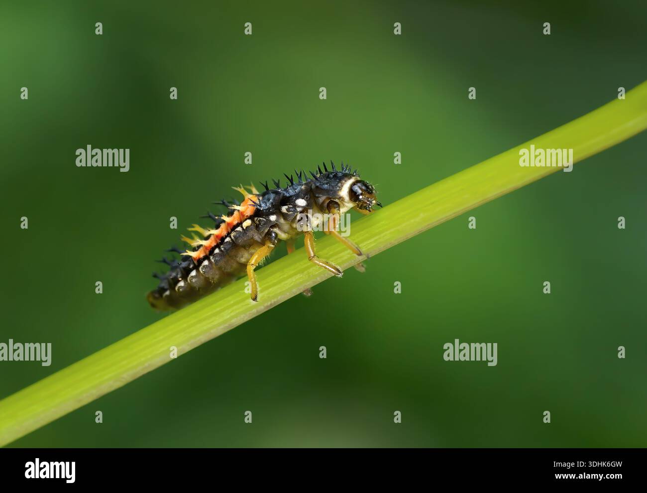 Larva of the Asian Lady Beetle (Harmonia axyridis) climbing a slanted plant stem Stock Photo