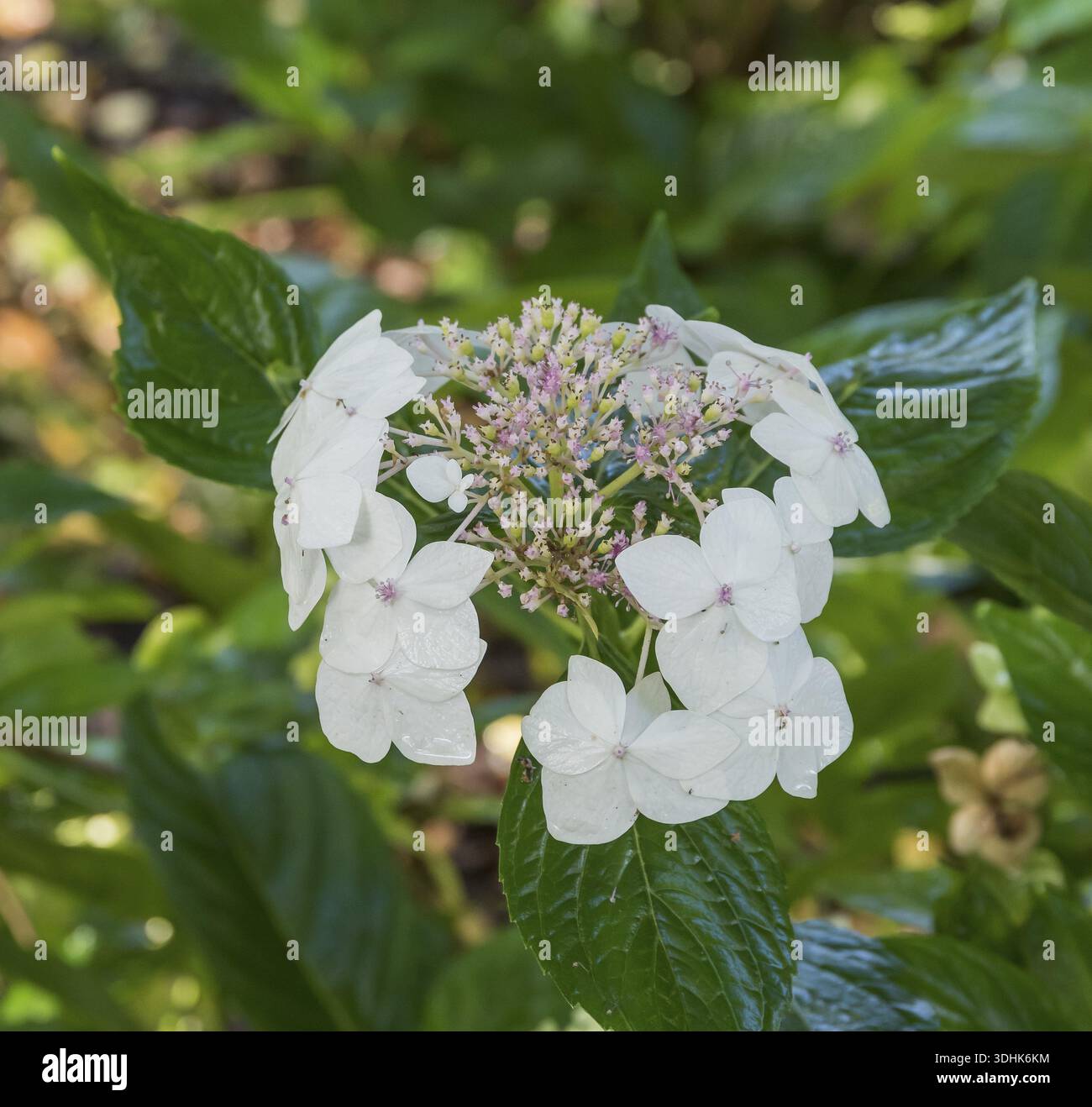 Plate hydrangea (Hydrangea macrophylla 'Lanarth White'), Gut Zichtau, Germany Stock Photo