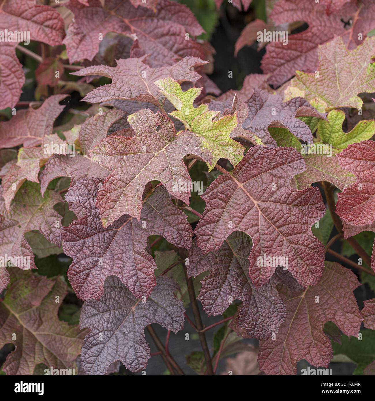 Oakleaf hydrangea (Hydrangea quercifolia 'Ruby Slippers'), BS Saemann, Germany Stock Photo