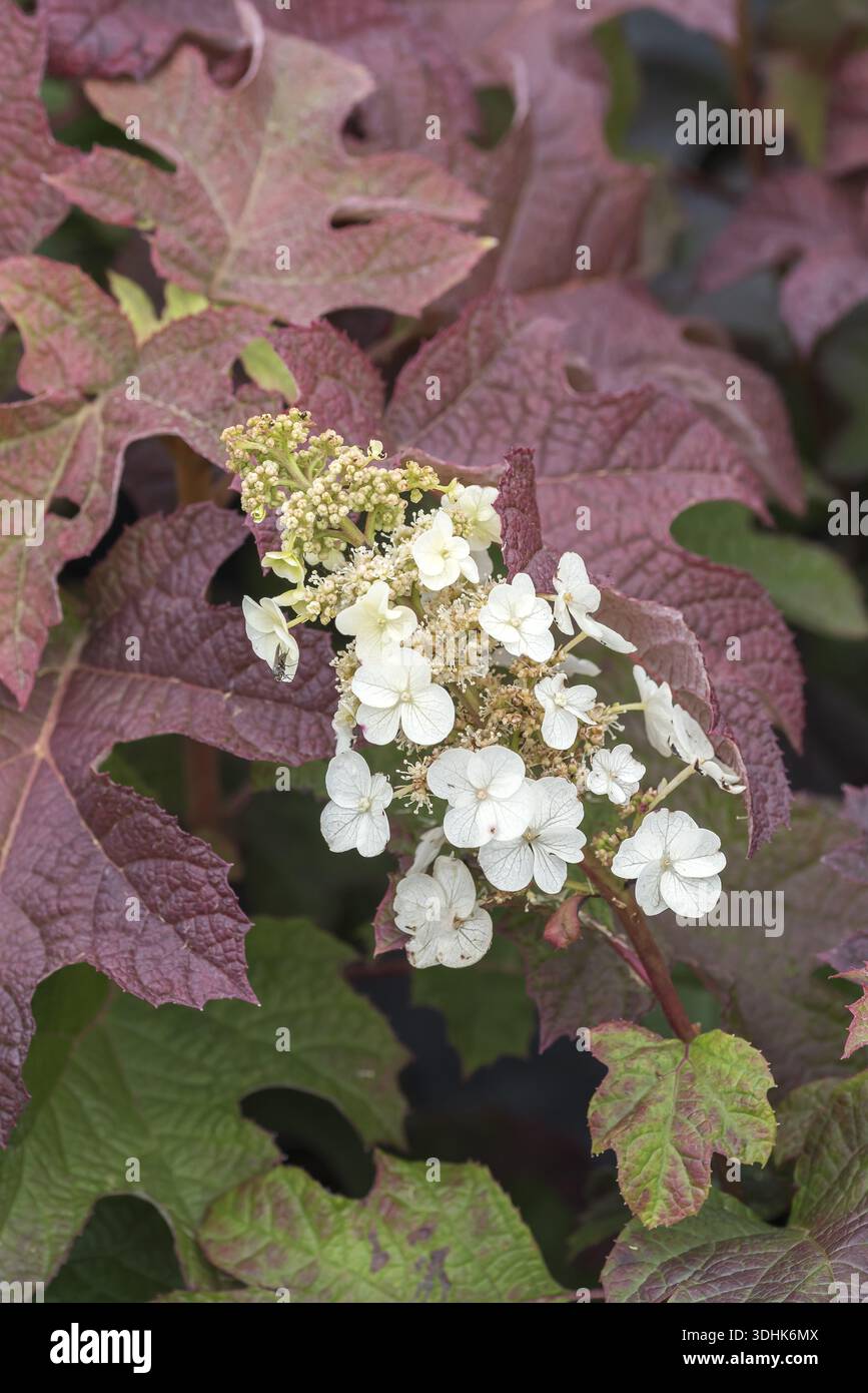 Oakleaf hydrangea (Hydrangea quercifolia 'Ruby Slippers'), BS Saemann, Germany Stock Photo