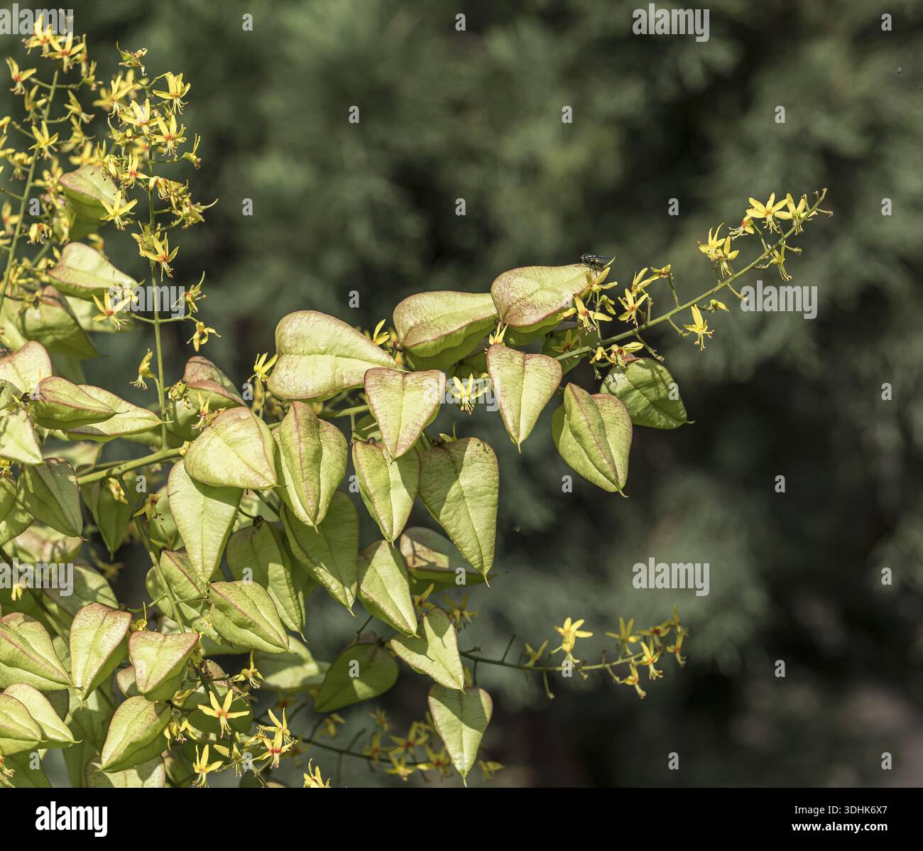 Bladder tree (Koelreuteria paniculata), Botanic Garden, Germany Stock ...