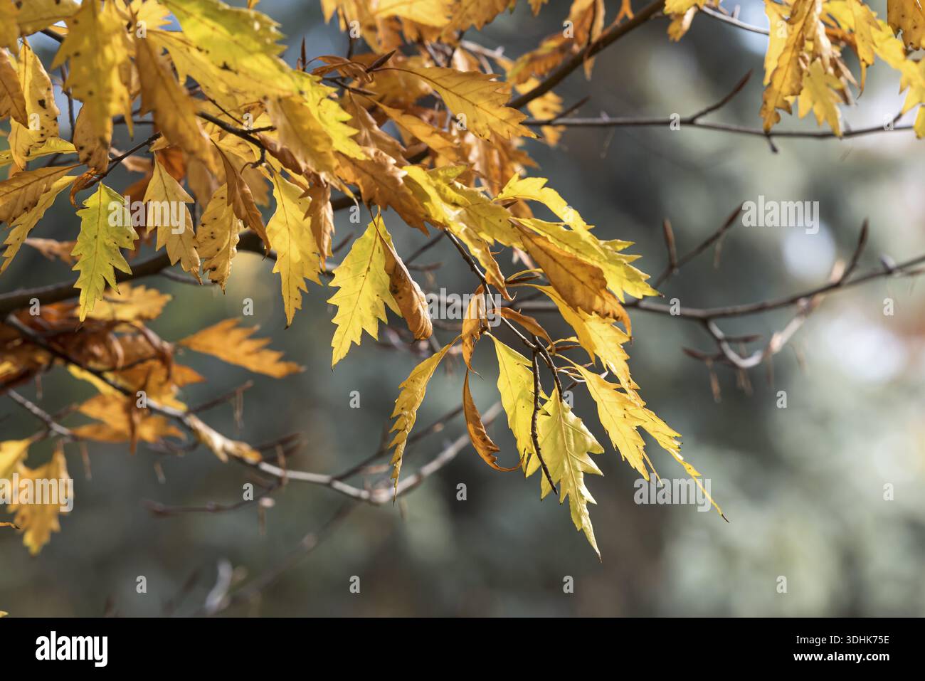 Fagus sylvatica laciniata hi-res stock photography and images - Alamy