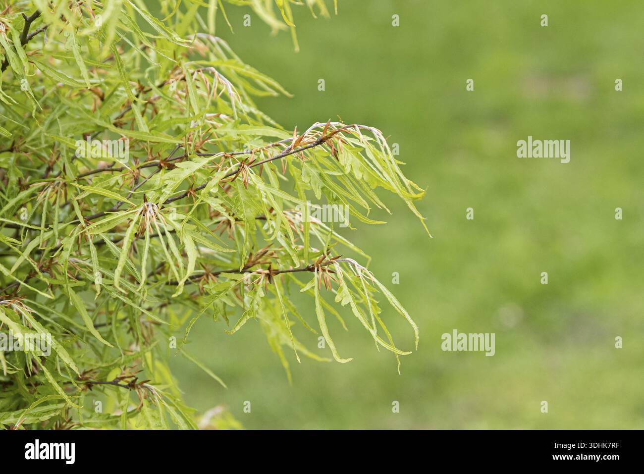 Fagus sylvatica mercedes hi-res stock photography and images - Alamy