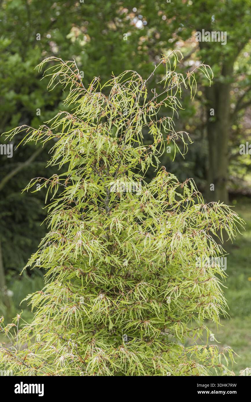 European beech (Fagus sylvatica 'Mercedes'), Pruhonice Dendrological  Garden, Czech Republic Stock Photo - Alamy
