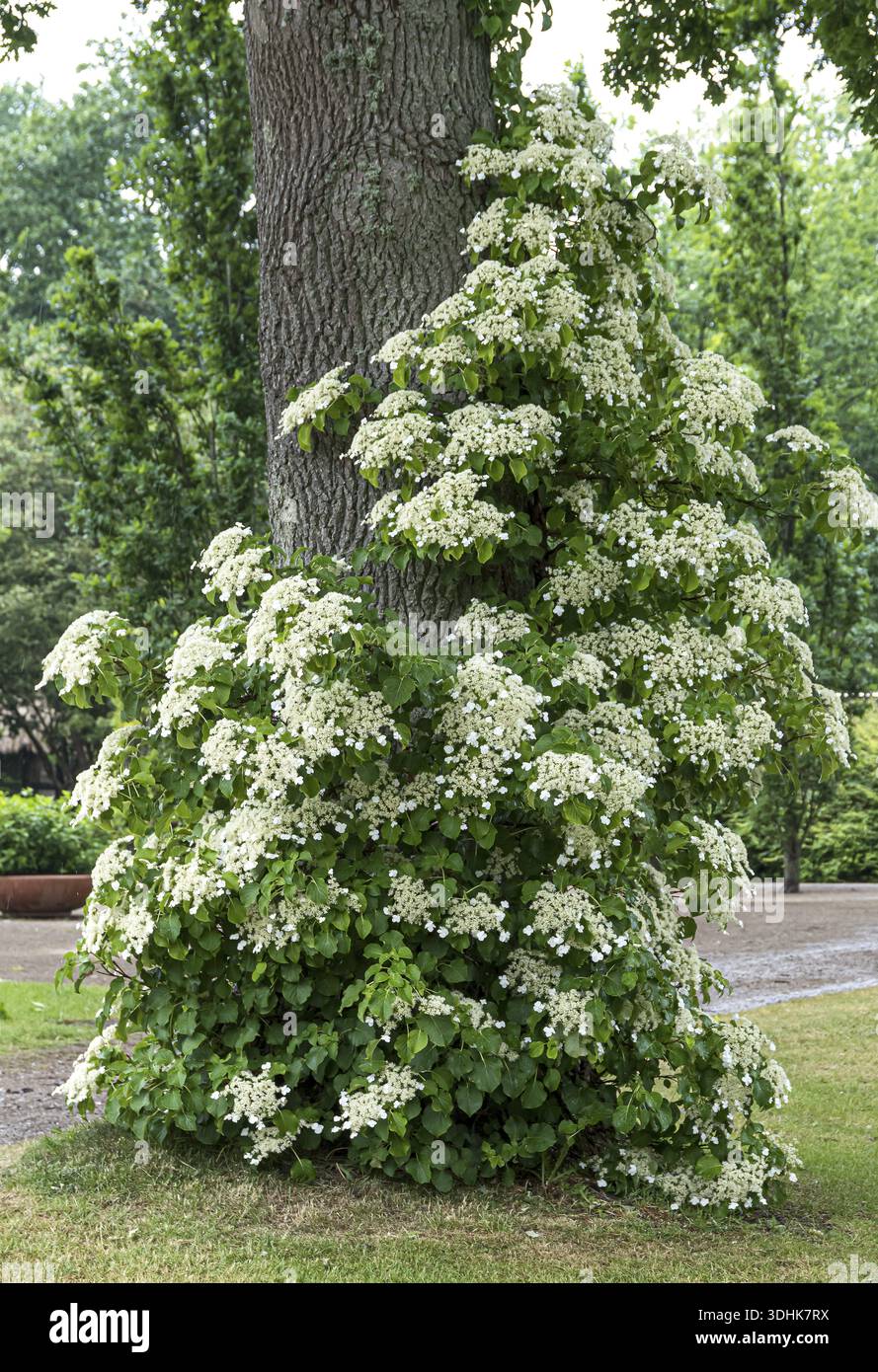 acer plante Garden Glory Japanese Maple  Orbicular leaves unfolding pale green to  orange and yellow