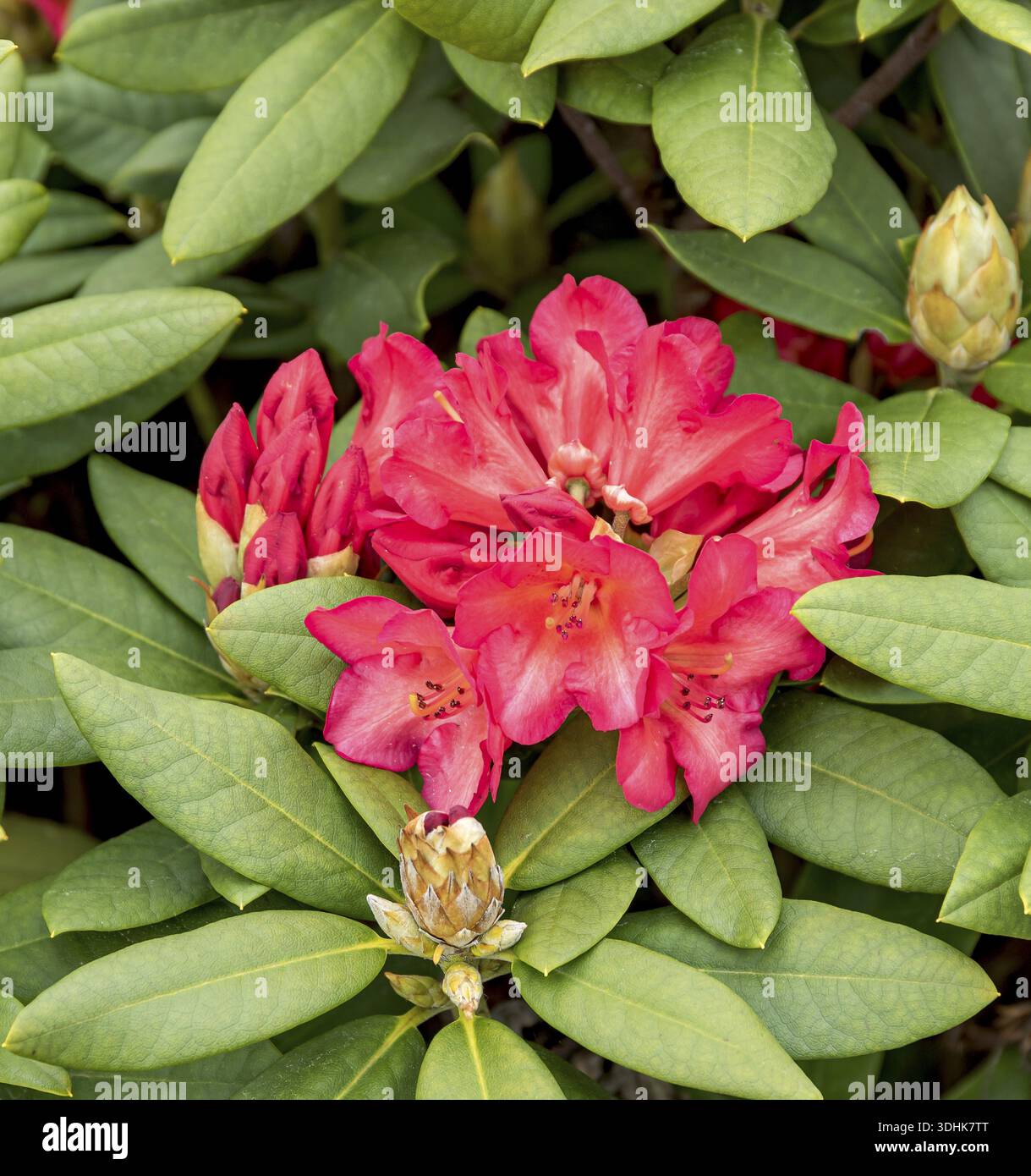 Fortunes Rhododendron (Rhododendron 'Abendsonne'), Pudelek Nursery, Poland  Stock Photo - Alamy