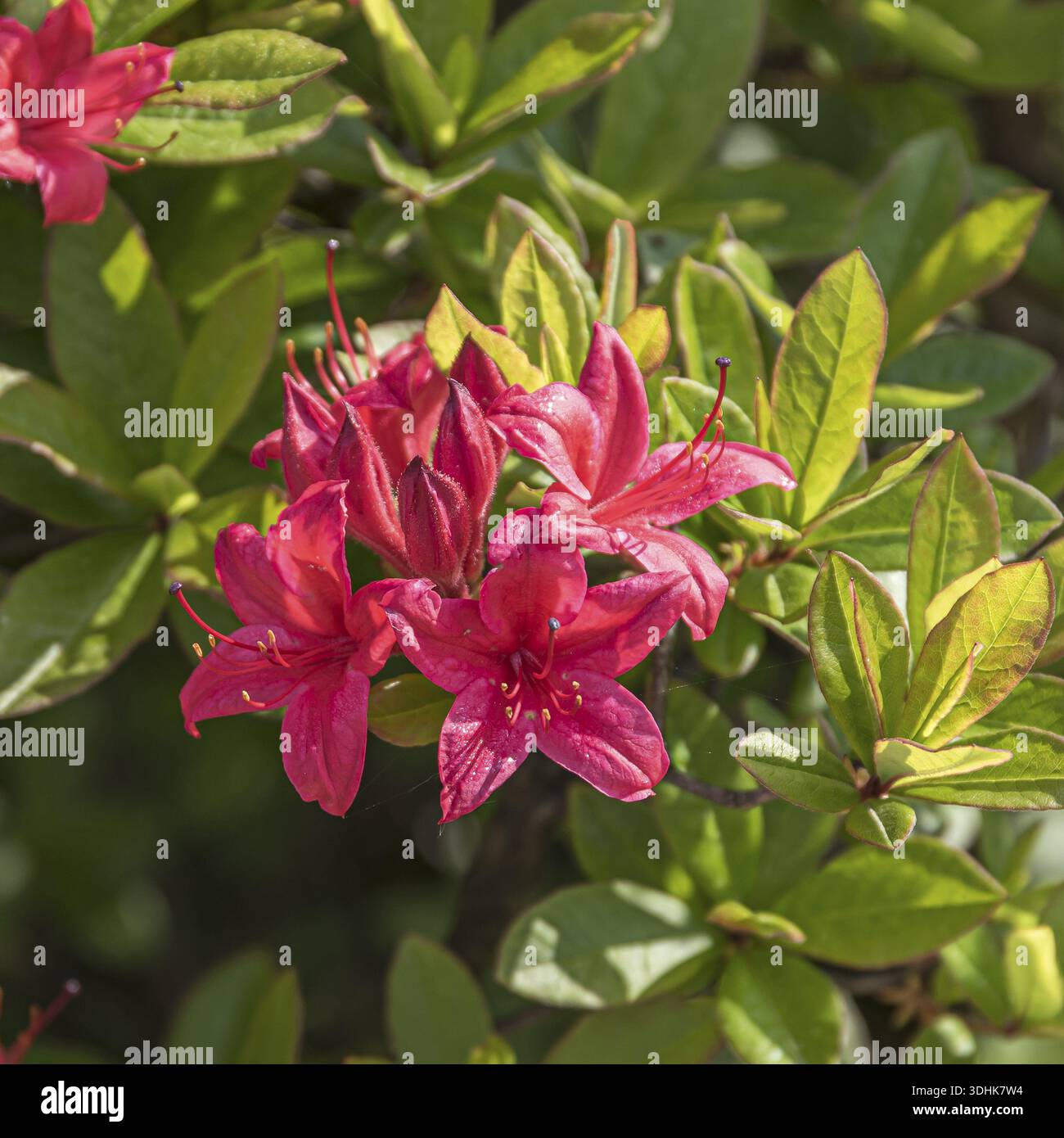 Viscosa azalea (Rhododendron 'Karminduft'), Pudelek Nursery, Poland Stock  Photo - Alamy