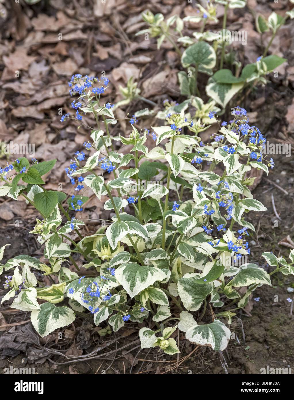 Brunnera macrophylla variegata hi-res stock photography and images - Alamy