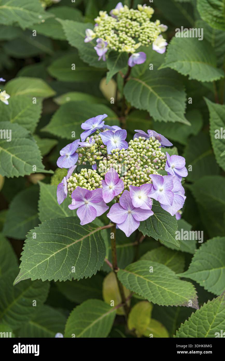 Hydrangea macrophylla twist n shout hi-res stock photography and images ...