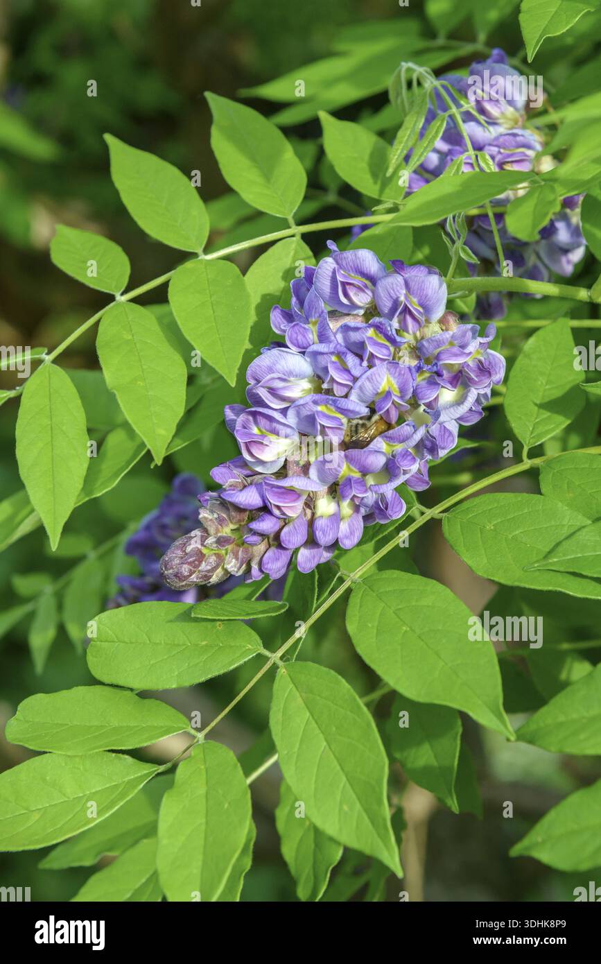 Longwood purple wisteria frutescens hi-res stock photography and images -  Alamy