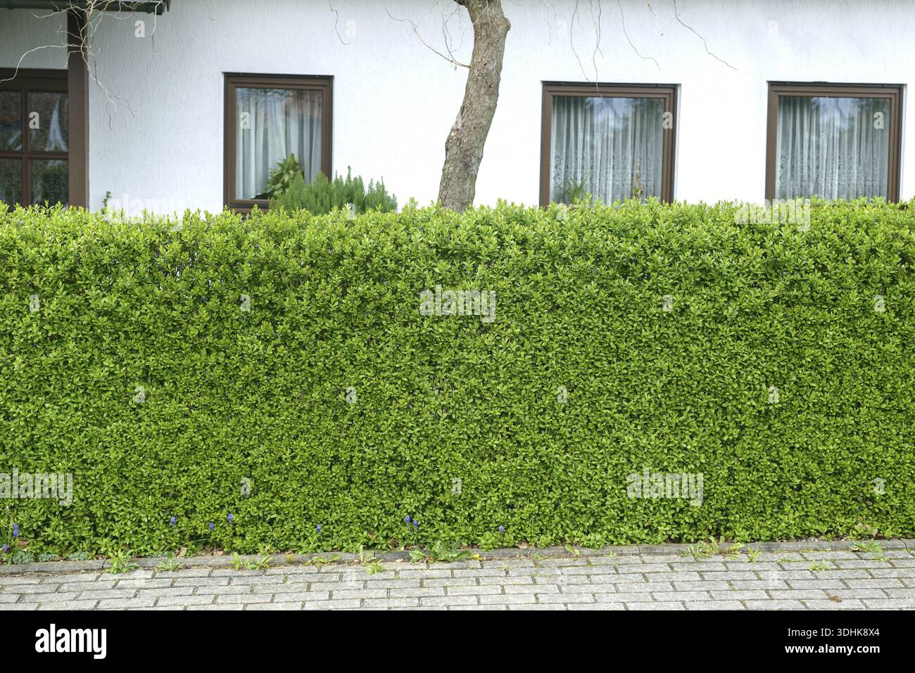 Privet shrub hi-res stock photography and images - Alamy