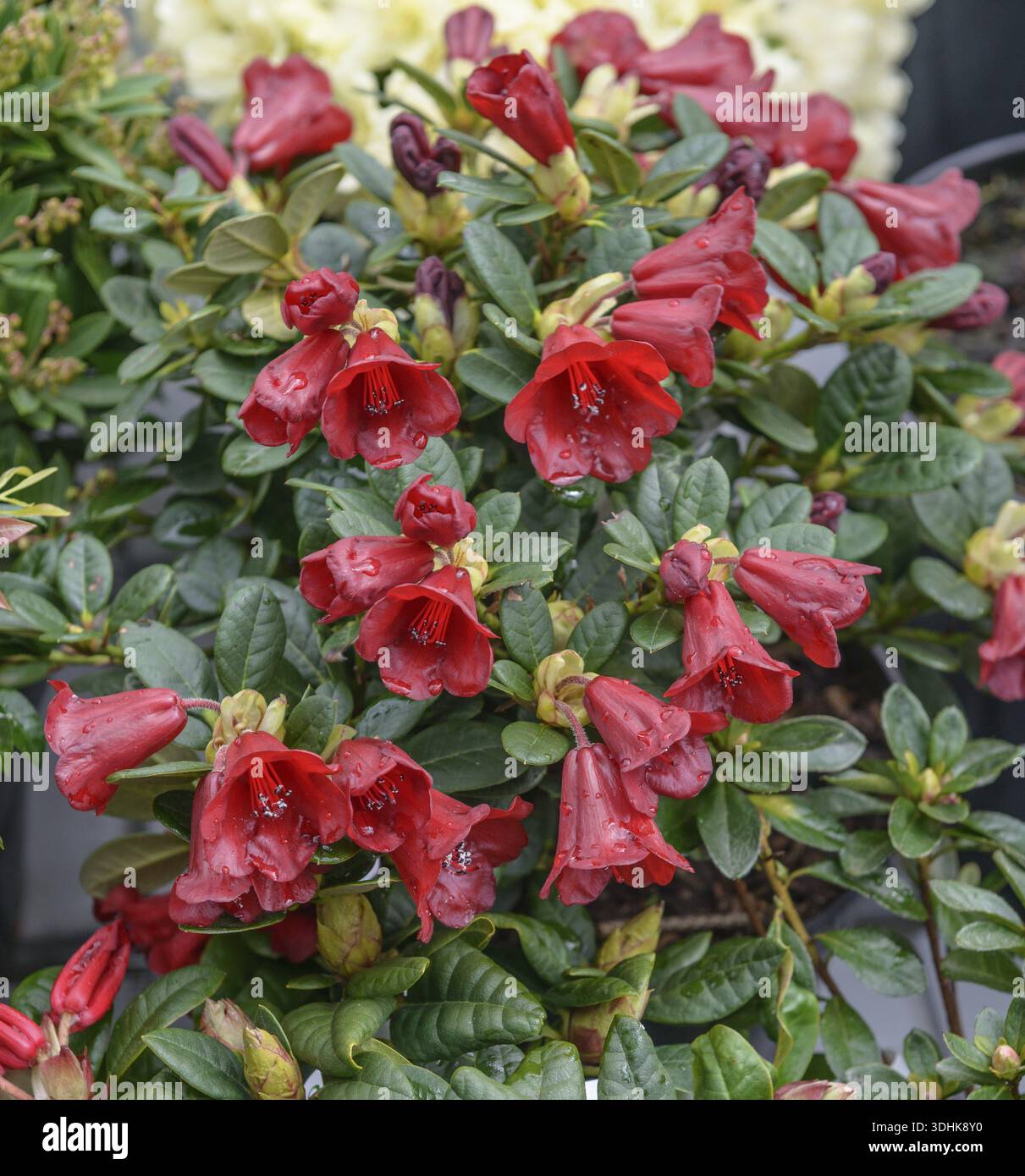 Plant rhododendron dwarf hi-res stock photography and images - Alamy
