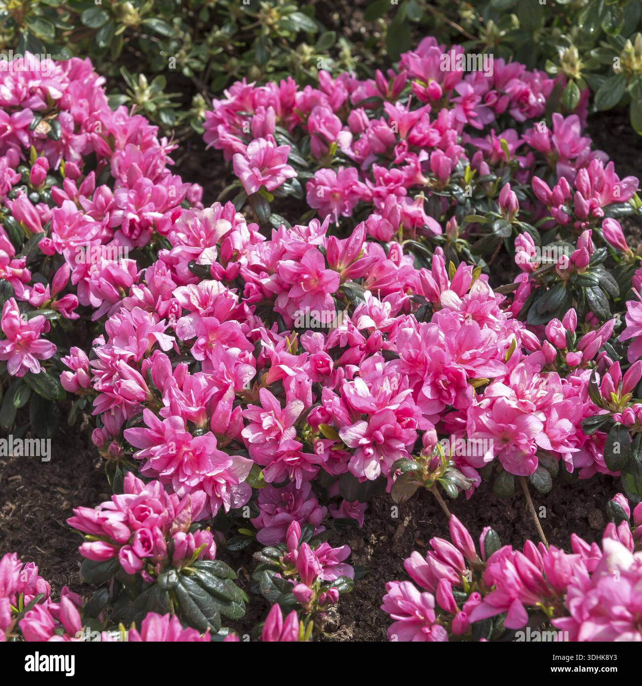 Rhododendron azalea flowering hi-res stock photography and images - Page 5  - Alamy