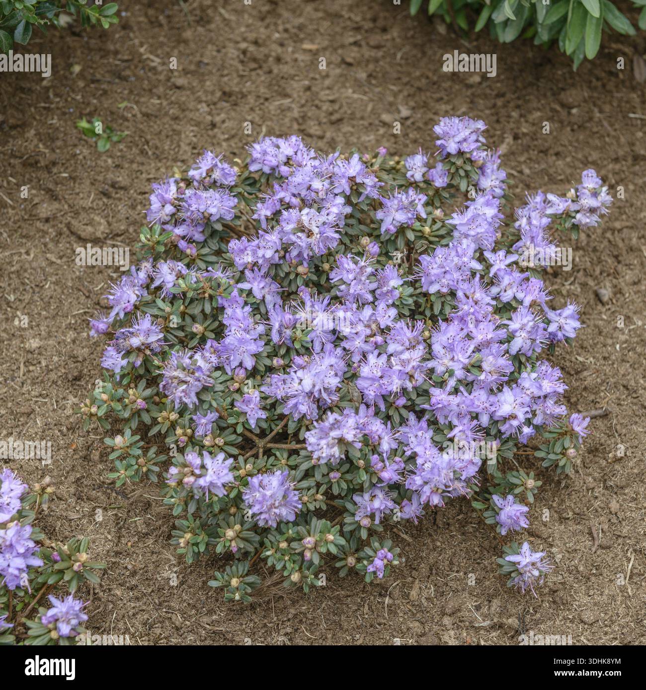 rhododendron ingrijire Rhododendron 'Purple Pillow' main image 1