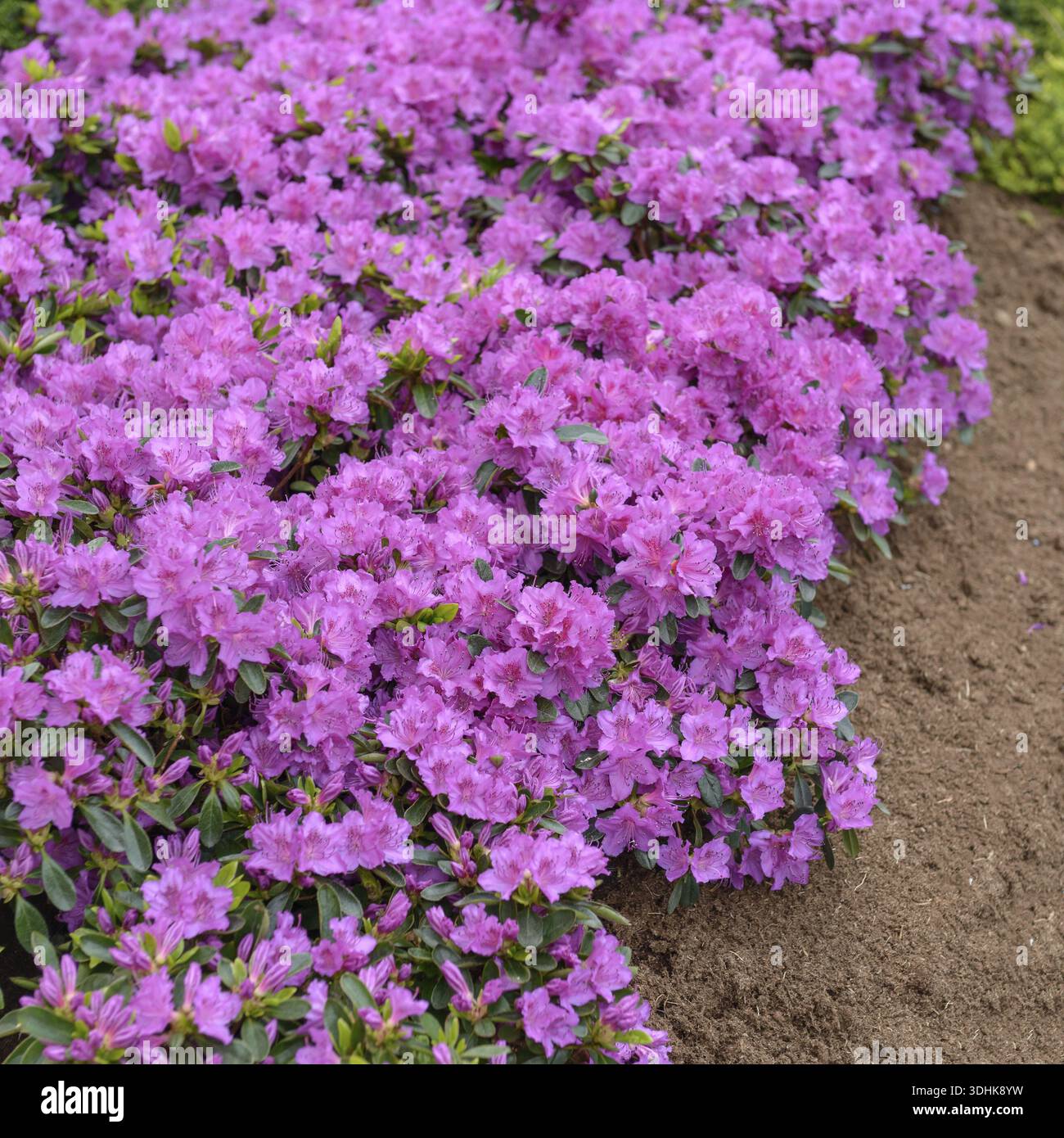 Rhododendron koenigstein hi-res stock photography and images - Alamy
