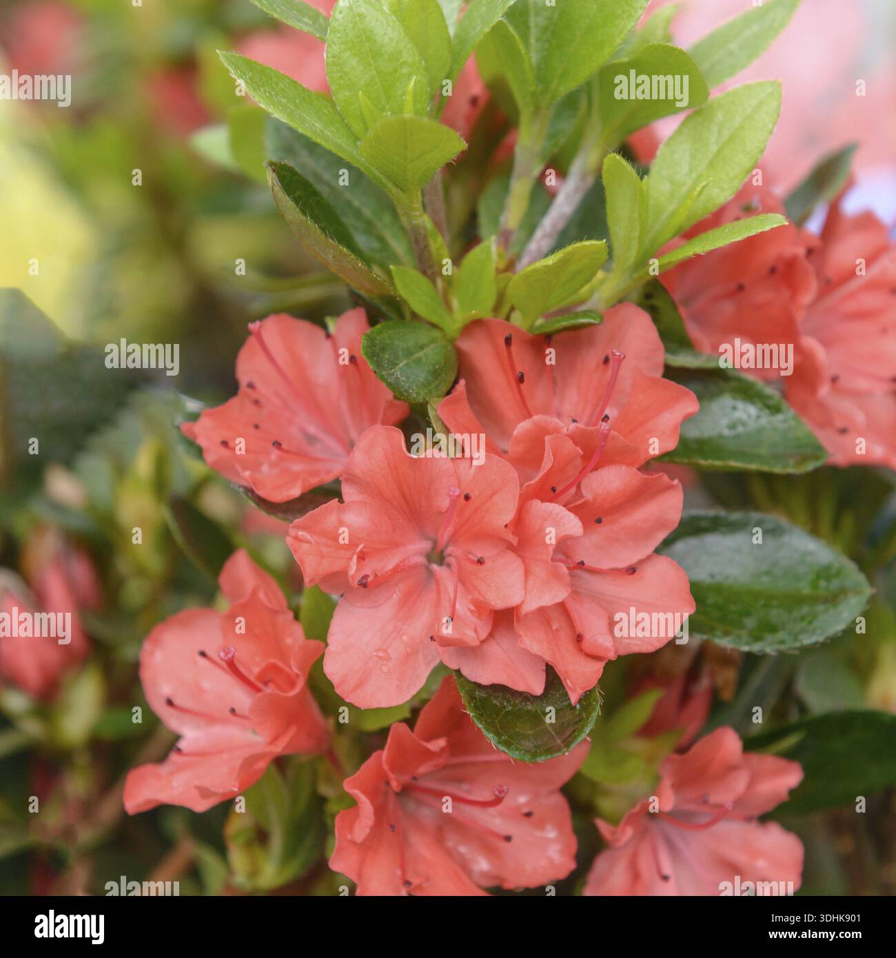 Rhododendron geisha orange hi-res stock photography and images - Alamy