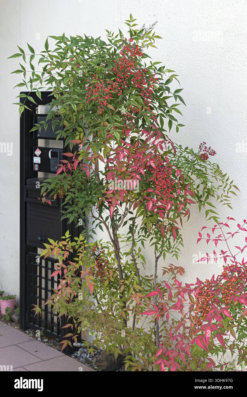 Sky bamboo (Nandina domestica), Super Rindo Forest Road, Japan Stock Photo