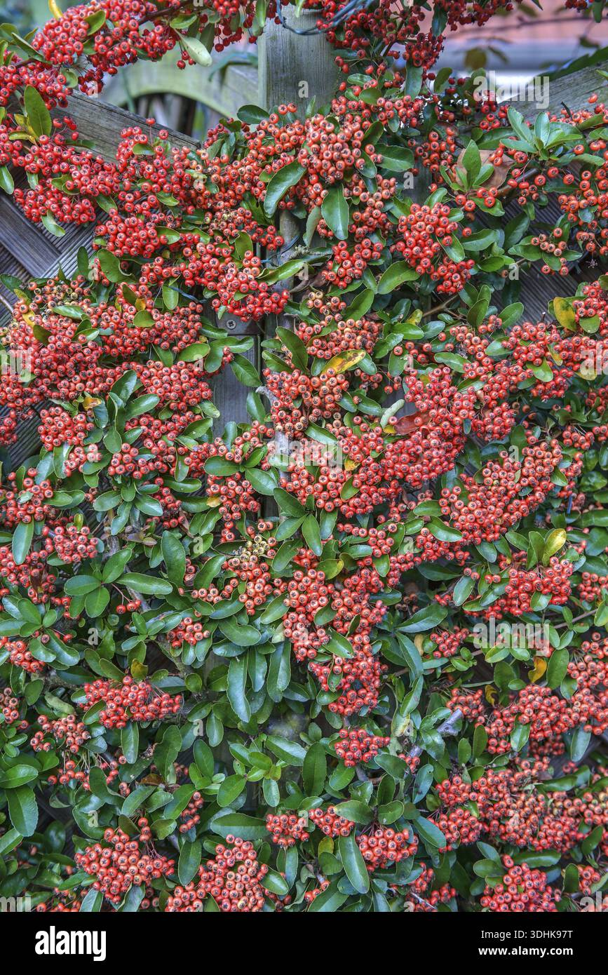 Stilvolle Pyracantha Red Column Bilder