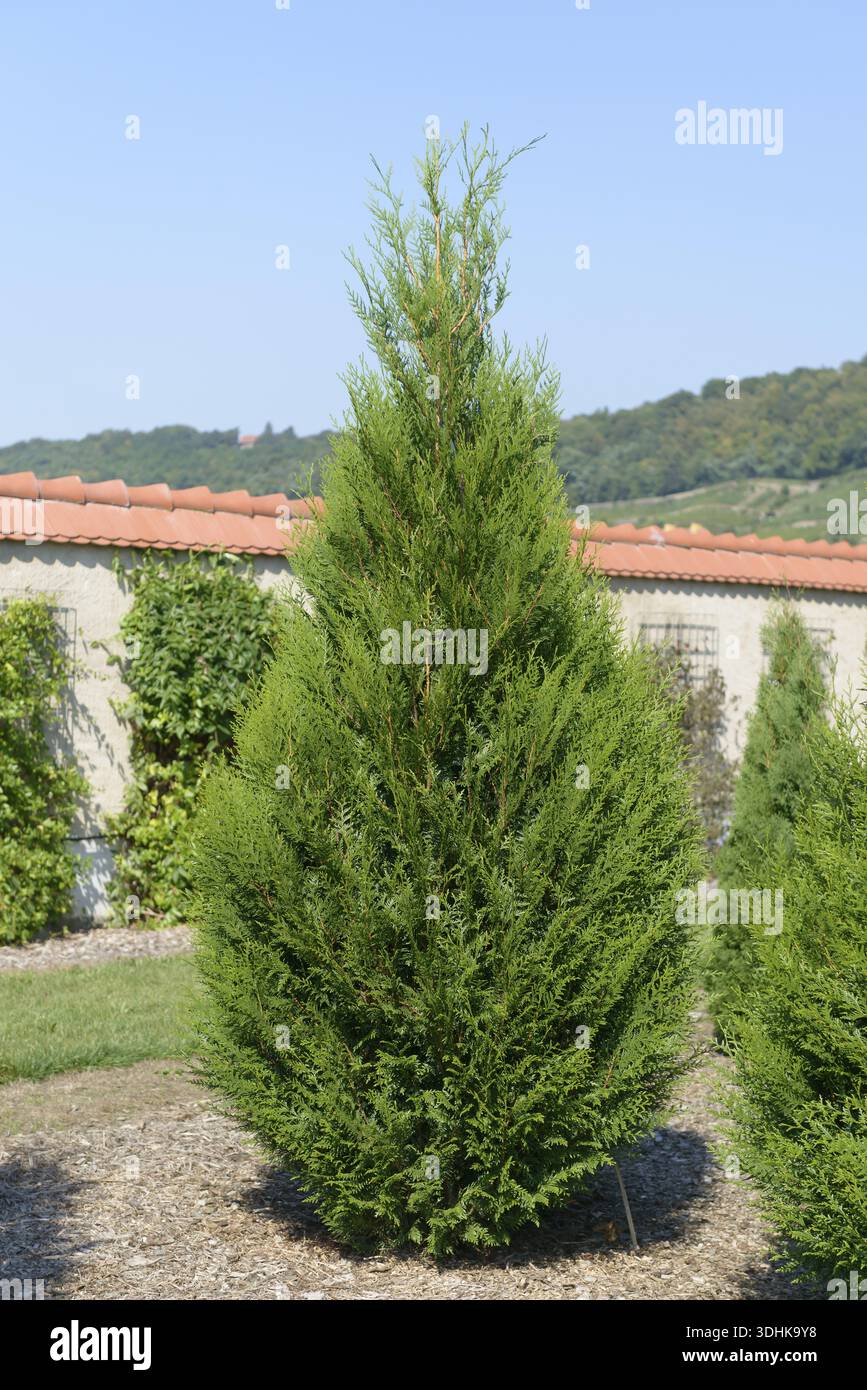 Thuja plicata atrovirens hi-res stock photography and images - Alamy