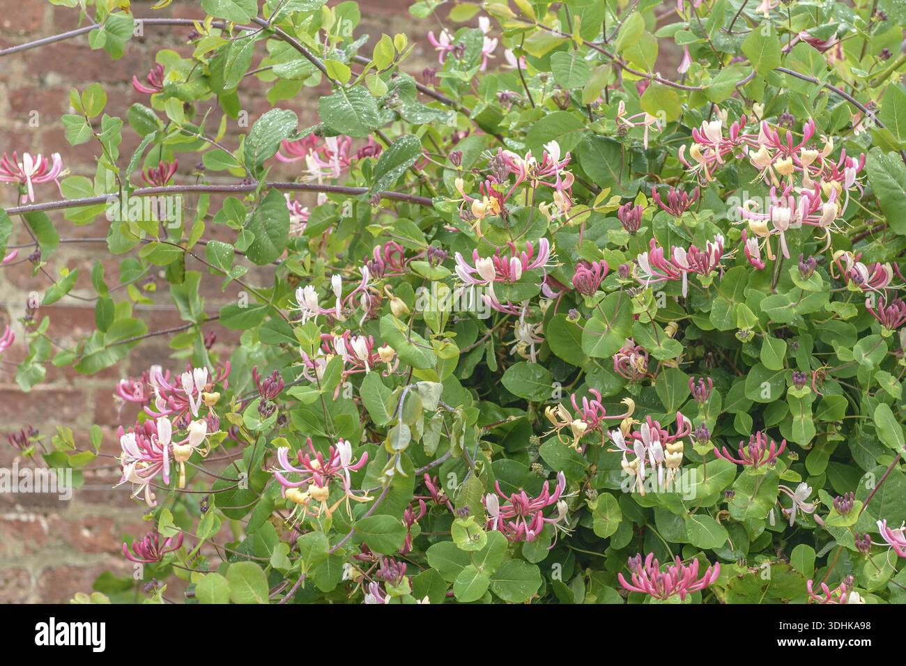 Honeysuckle (Lonicera periclymenum 'Belgica'), Trelissick Garden, Great  Britain Stock Photo - Alamy