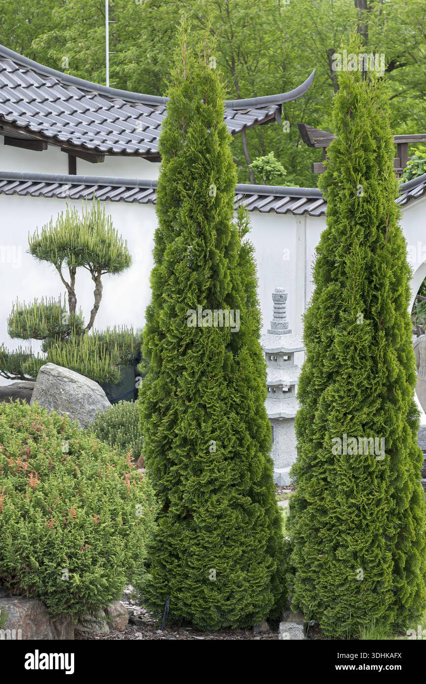 Emerald arborvitae (Thuja occidentalis 'Smaragd'), viewing garden,  University of Applied Sciences W, Germany Stock Photo - Alamy