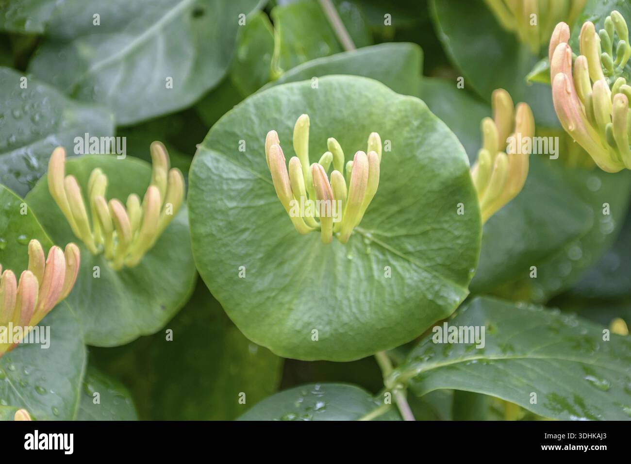 Honeysuckle (Lonicera  tellmanniana), An den Dorfwiesen 9, Germany Stock  Photo - Alamy