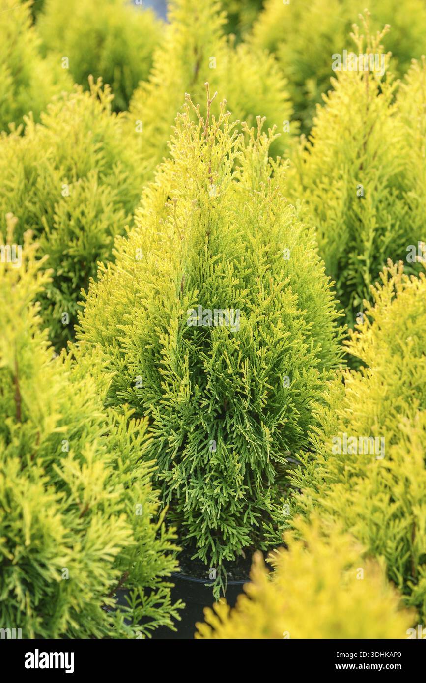 Thuja occidentalis europe gold hi-res stock photography and images - Alamy