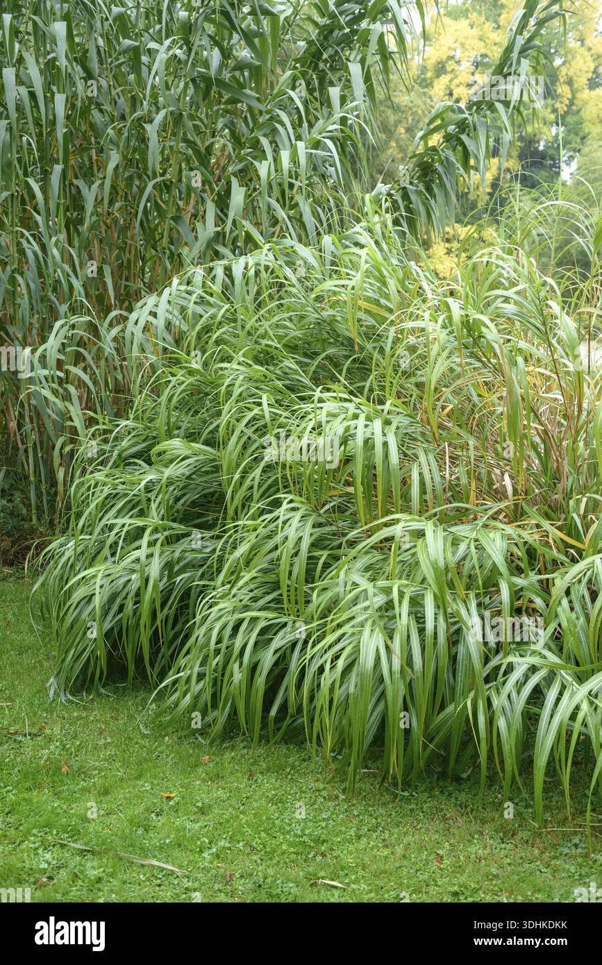 knstliche agave Mica Knstliche Agave kaufen