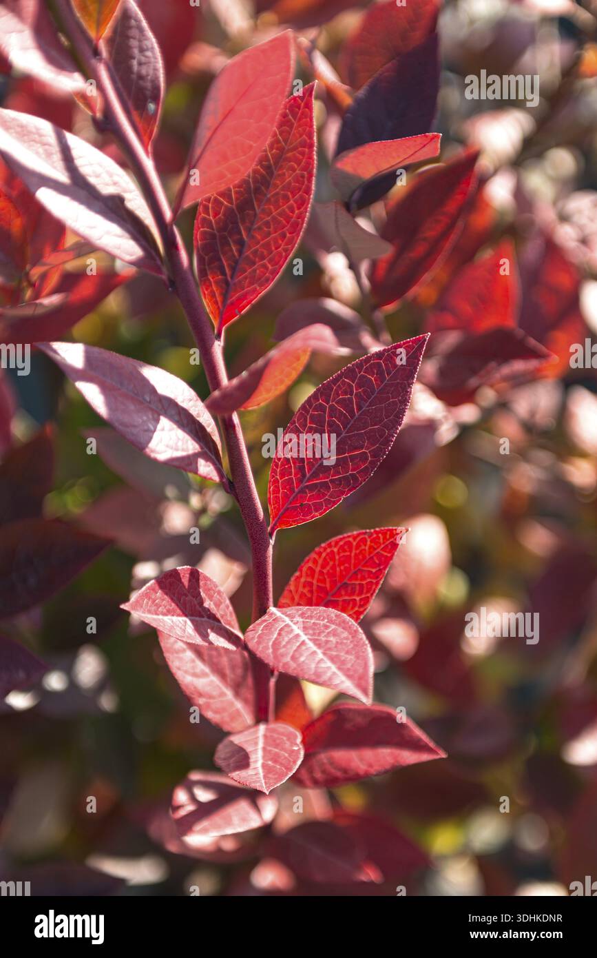 Brigitta blueberry hi-res stock photography and images - Alamy