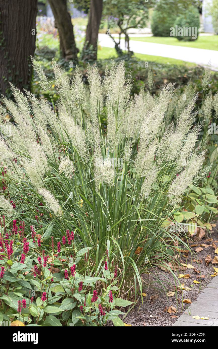 Diamond grass (Calamagrostis brachytricha), Merkel family, Germany Stock  Photo - Alamy