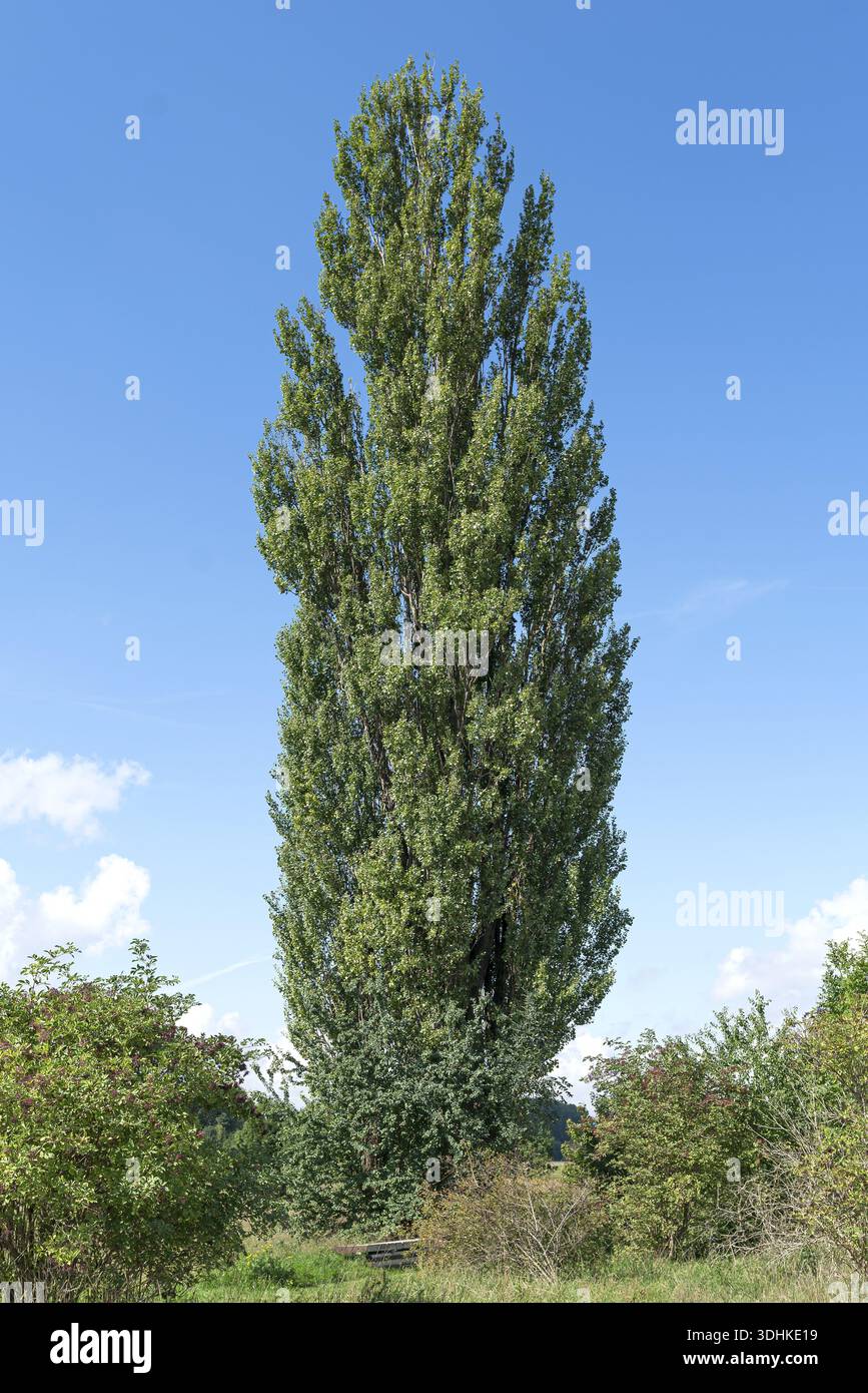 Columnar black poplar (Populus nigra 'Italica'), Germany Stock Photo ...