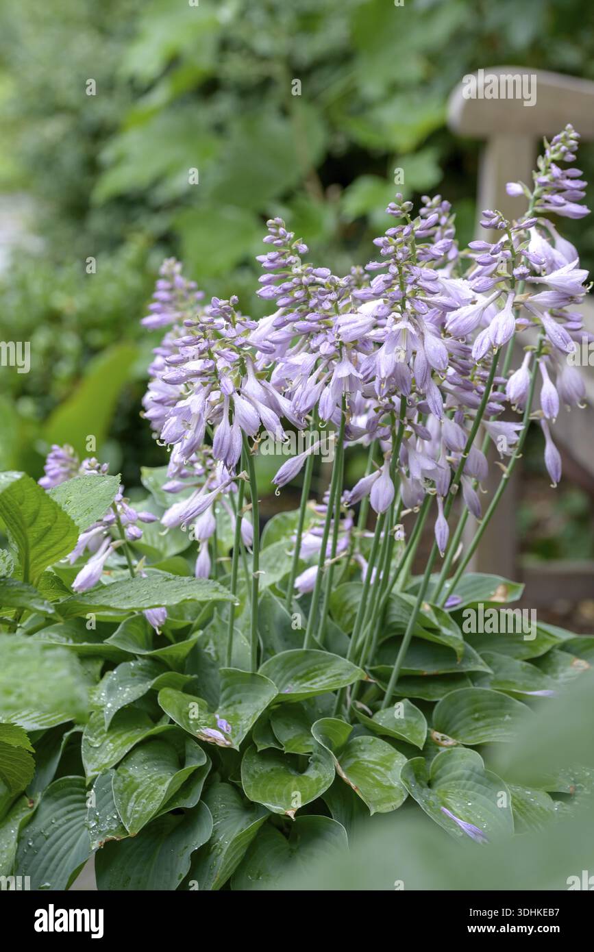 Funkia (Hosta 'Halcyon'), Merkel family, Germany Stock Photo