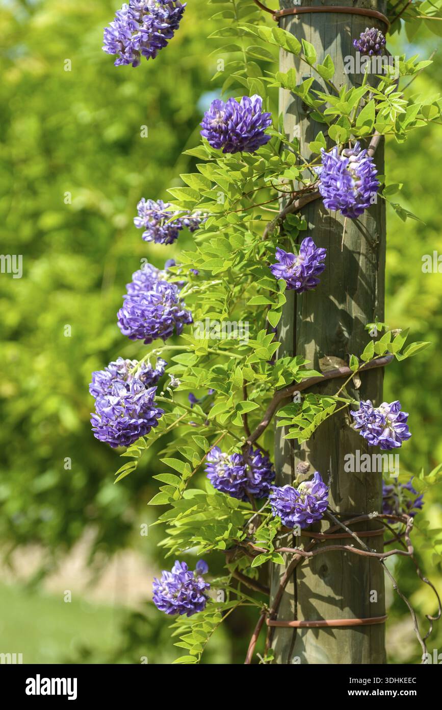 American blue rain (Wisteria frutescens 'Longwood Purple'), An den  Dorfwiesen, Germany Stock Photo - Alamy