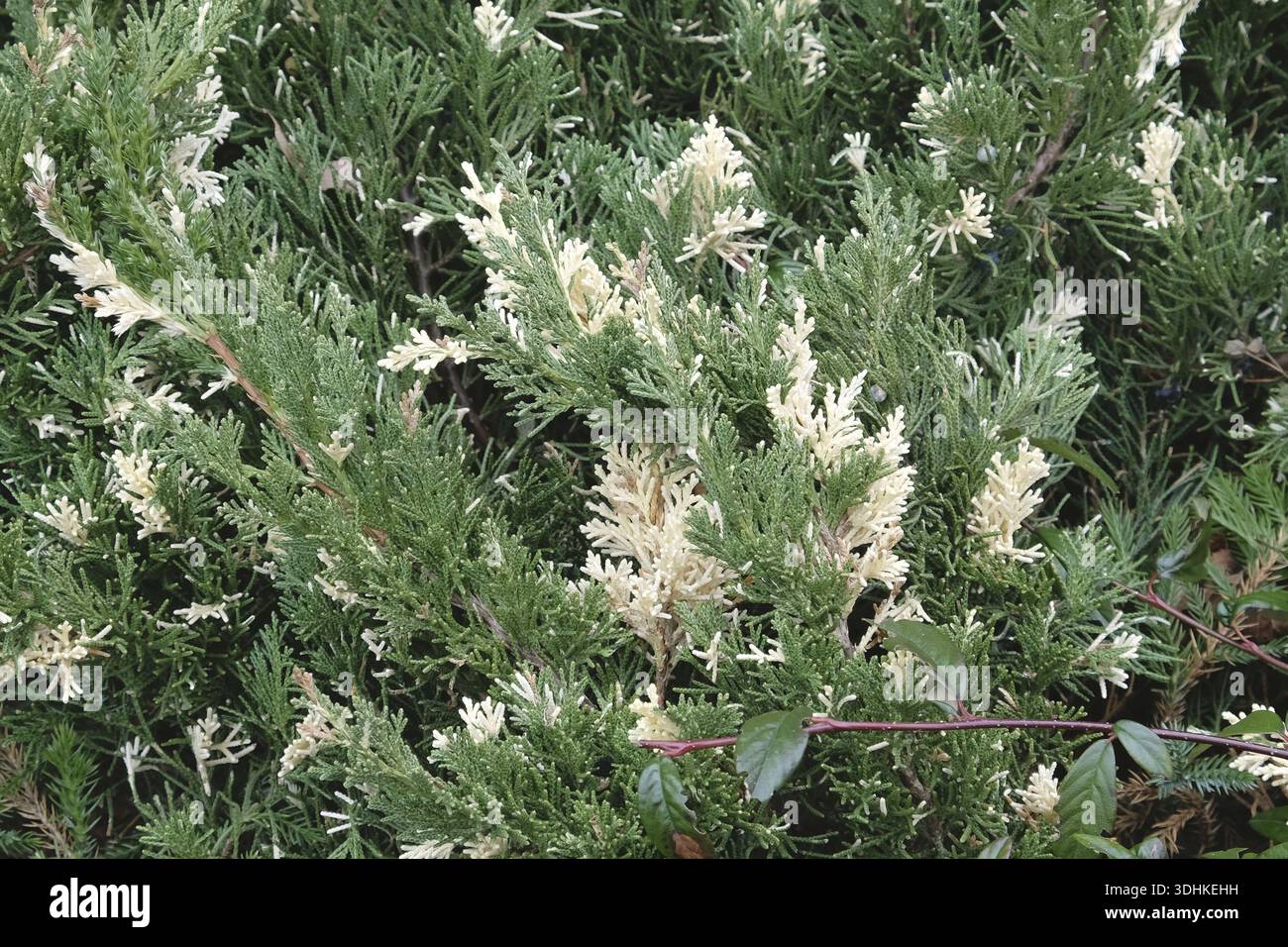 Juniperus sabina hi-res stock photography and images - Page 3 - Alamy