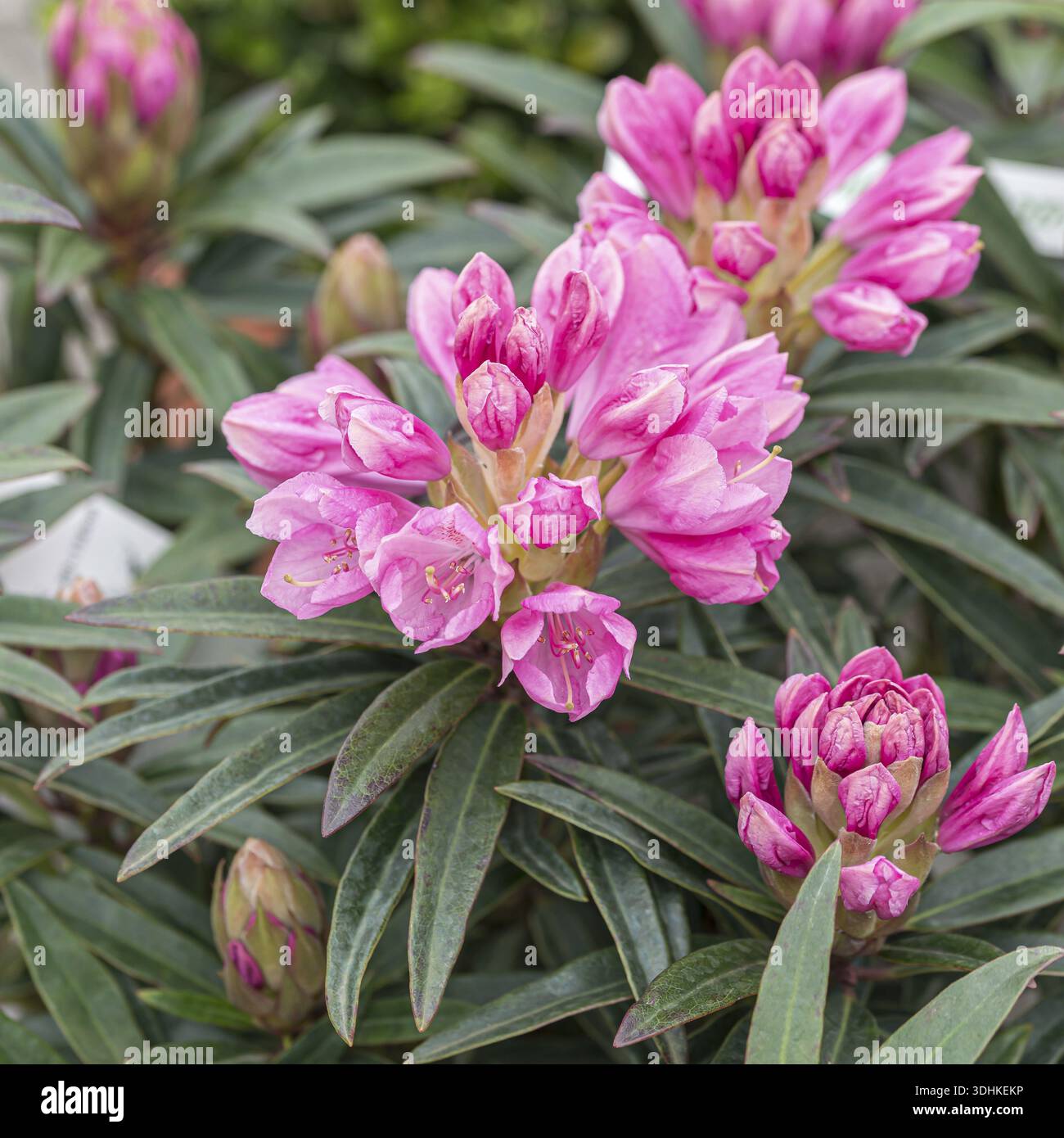 Rhododendron ponticum graziella hi-res stock photography and images - Alamy