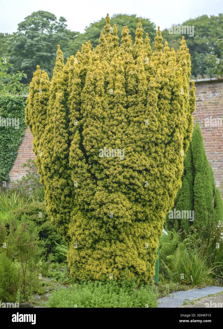 Columnar yew (Taxus baccata 'Fastigiata Aureomarginata'), Viewing garden,  University of Applied Sciences W, Great Britain Stock Photo - Alamy