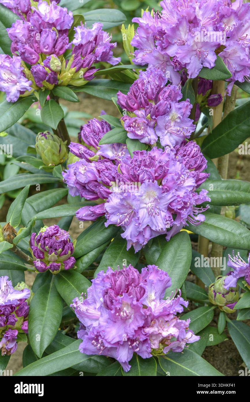 Rhododendron (Rhododendron 'Alfred' Stock Photo - Alamy