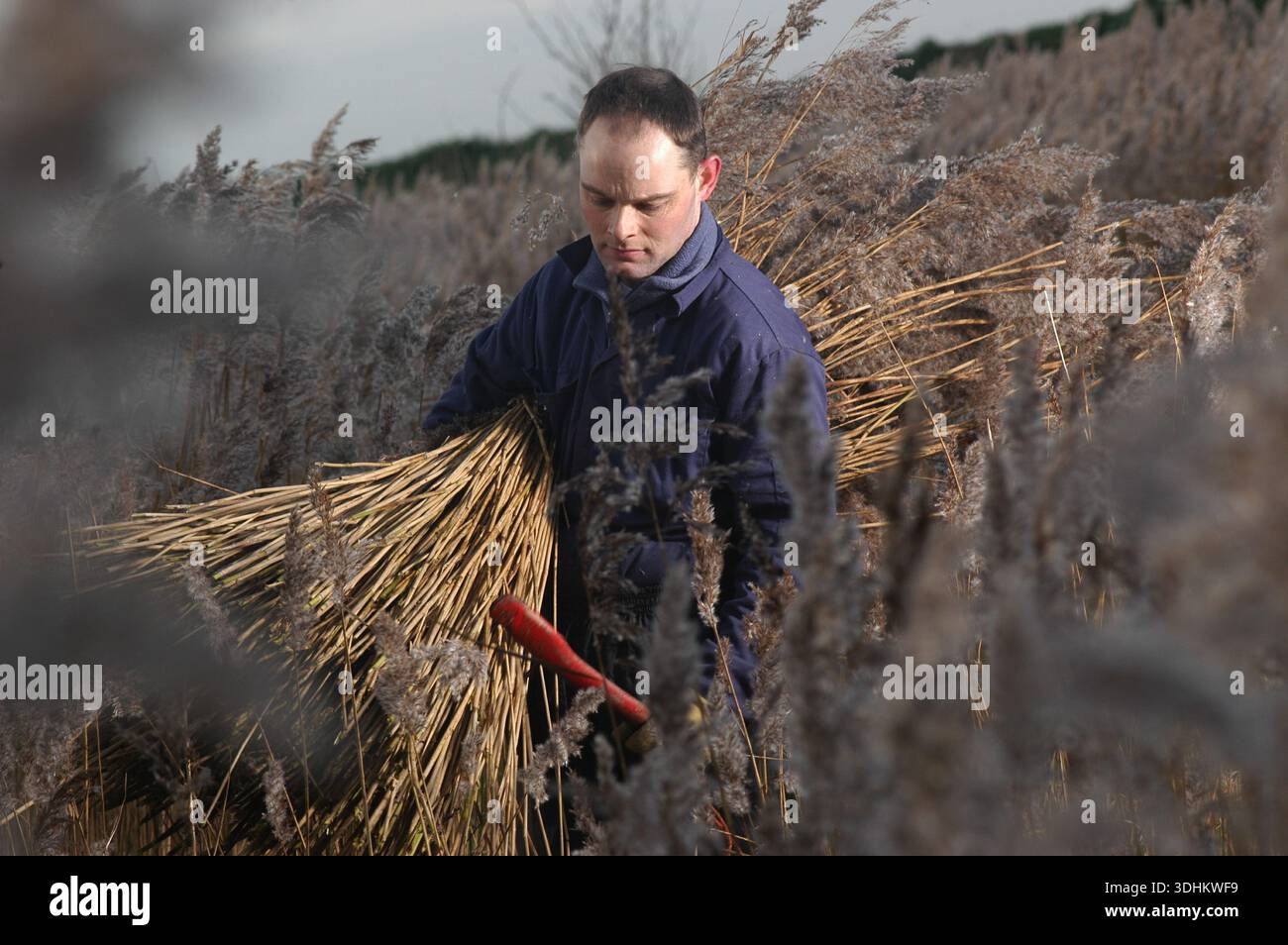 Thatching Reed Seed A Norfolk reedcutter cutting and dressing reed for thatching Stock ...