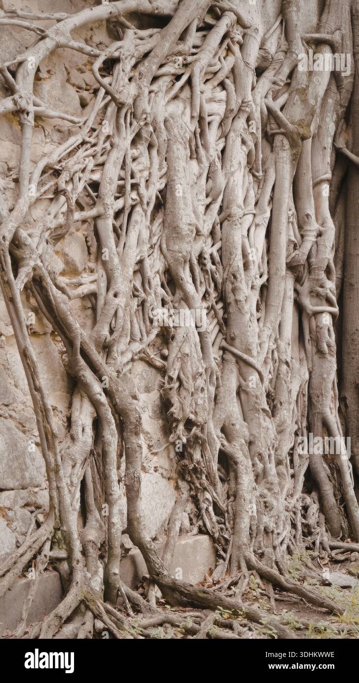 The image depicts a close-up view of intertwined tree roots growing ...