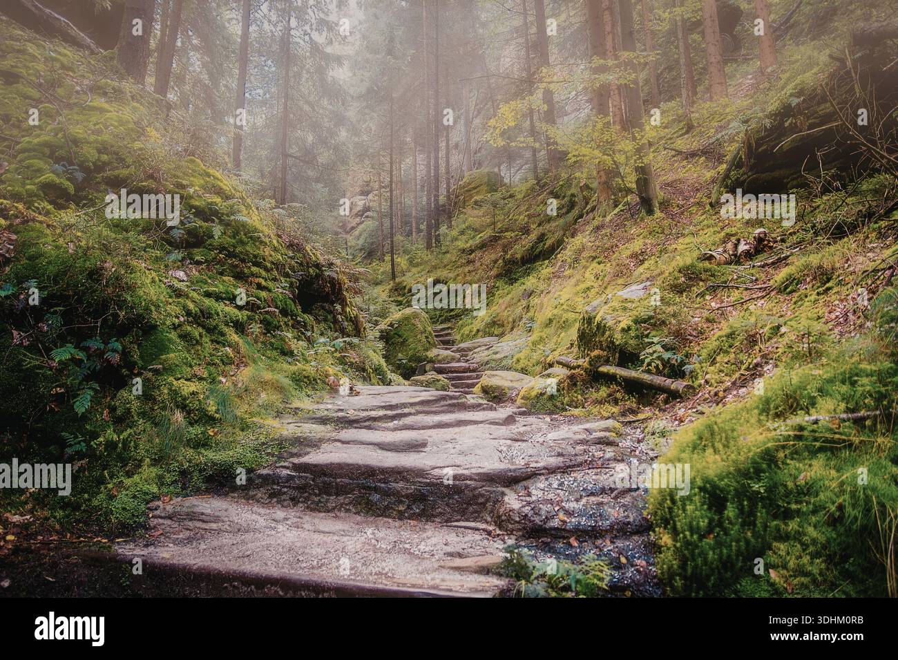A serene and misty forest path with stone steps leading through lush ...