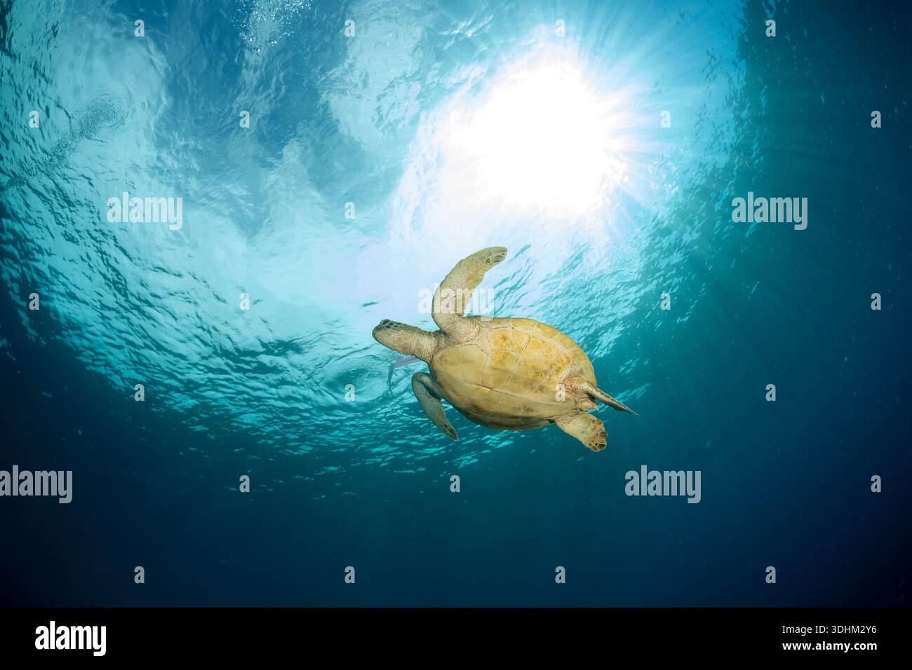 Turtle Effect A sea turtle glides through clear blue water beneath the sun. The light ...