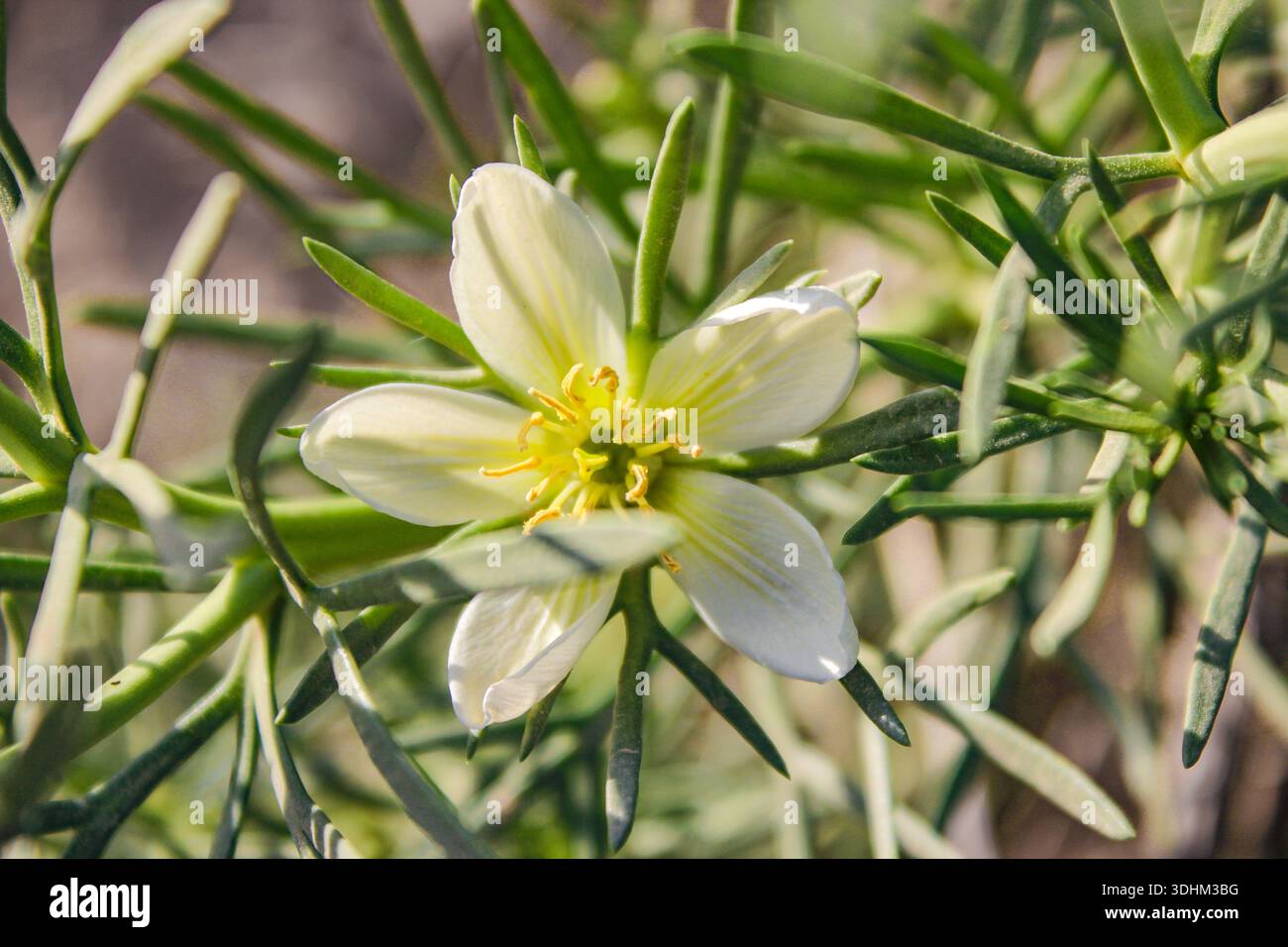 Wild rue syrian rue peganum hi-res stock photography and images - Alamy