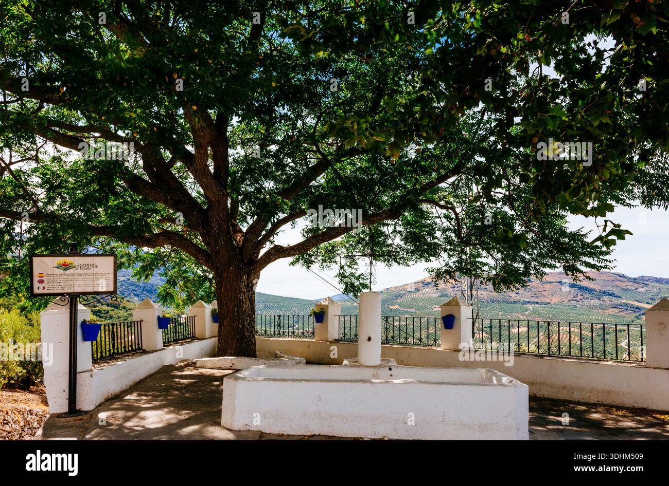 Viewpoint overlooking the olive grove countryside with a leafy shade tree. Zuheros, Córdoba, Andalucía, Spain, Europe Stock Photo