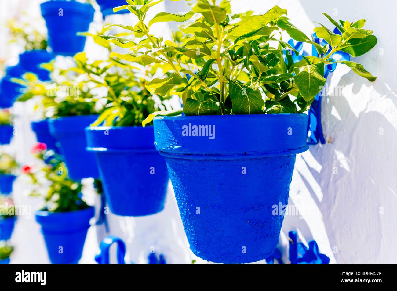 Flowerpots painted blue on a white wall. Iznájar, Córdoba, Andalucía, Spain, Europe Stock Photo