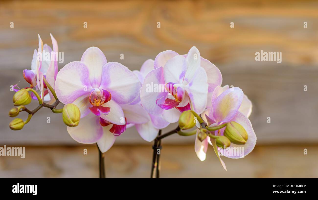 Close up view of a beautiful purple orchid plant Stock Photo