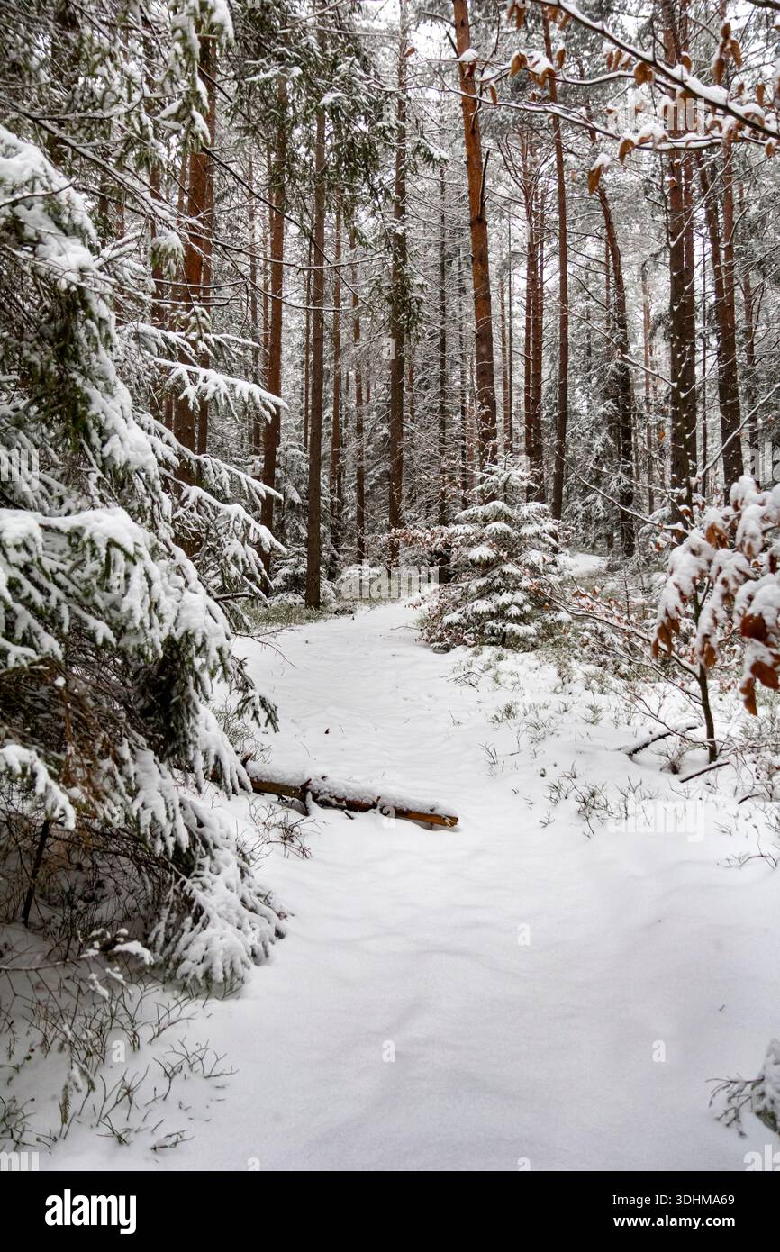 Vertical photo of a snowy forest path covered with untouched fresh snow ...